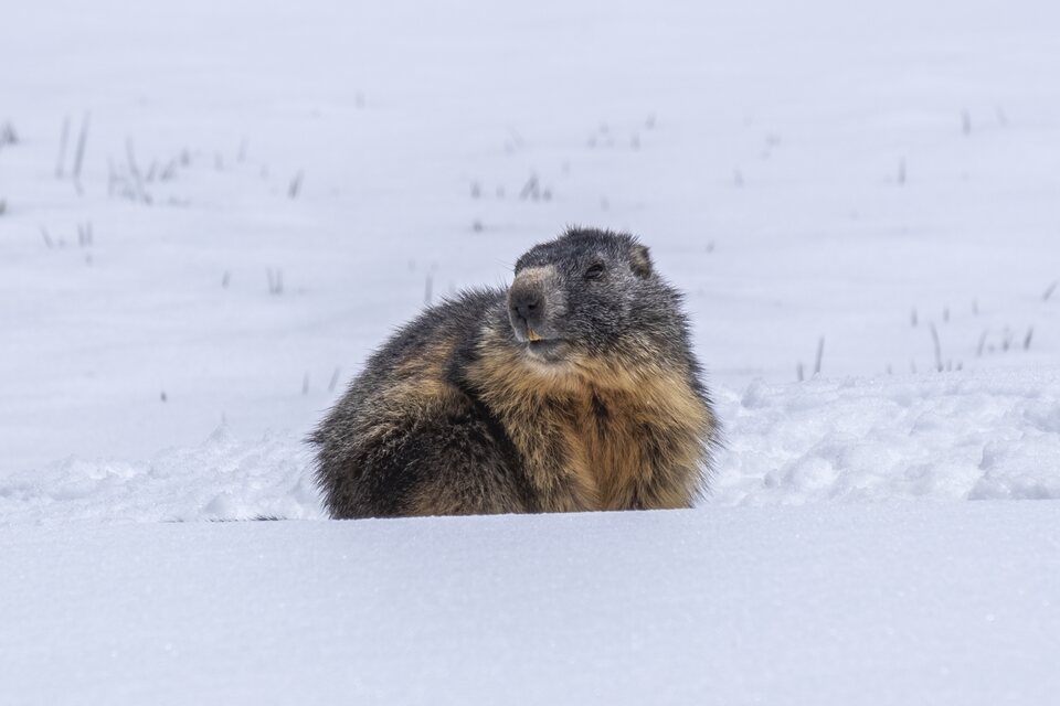 Le marmotte se prélasse sur le manteau blanc de la vallée