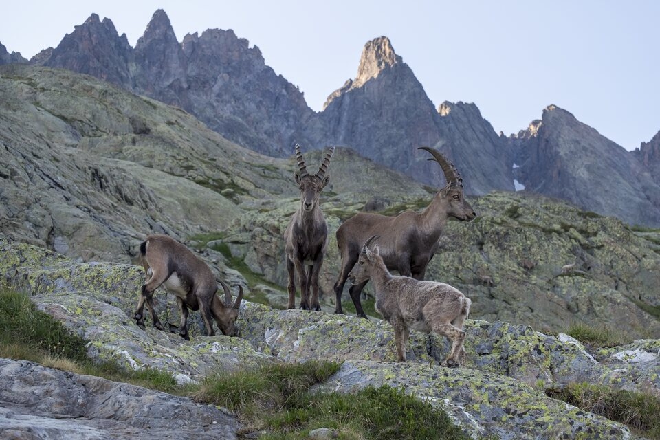 Bouquetins des Alpes