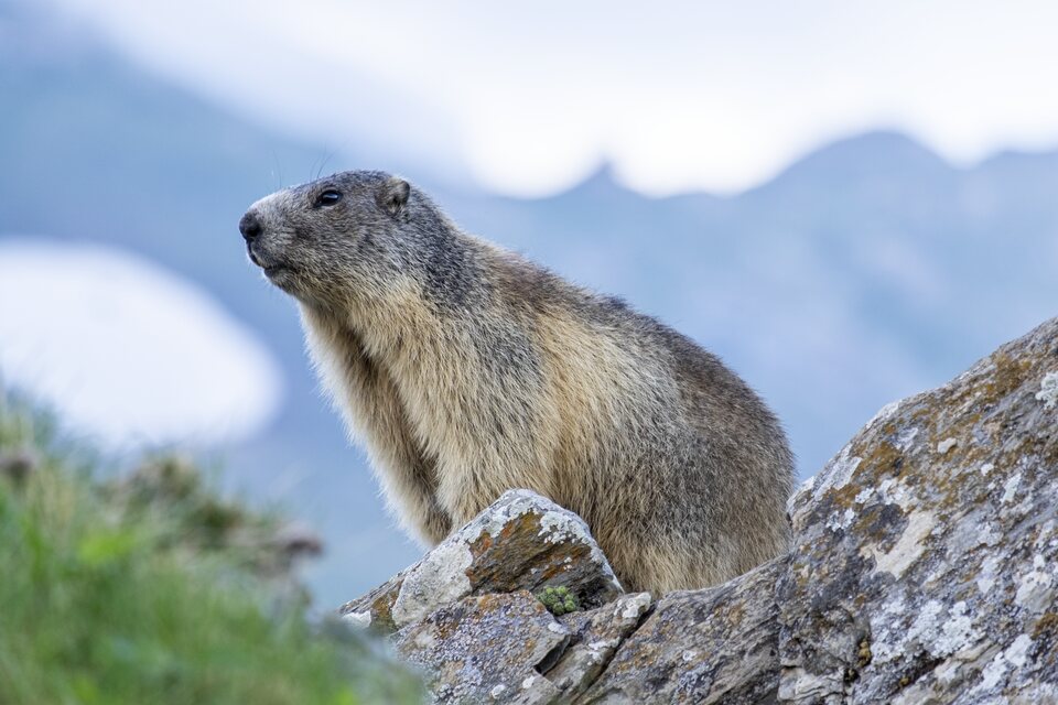 Le marmotton en contemplation sur son rocher