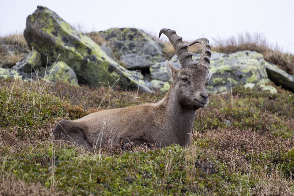 Le bouquetin des Alpes Majestueux se reposant dans son habitat naturel