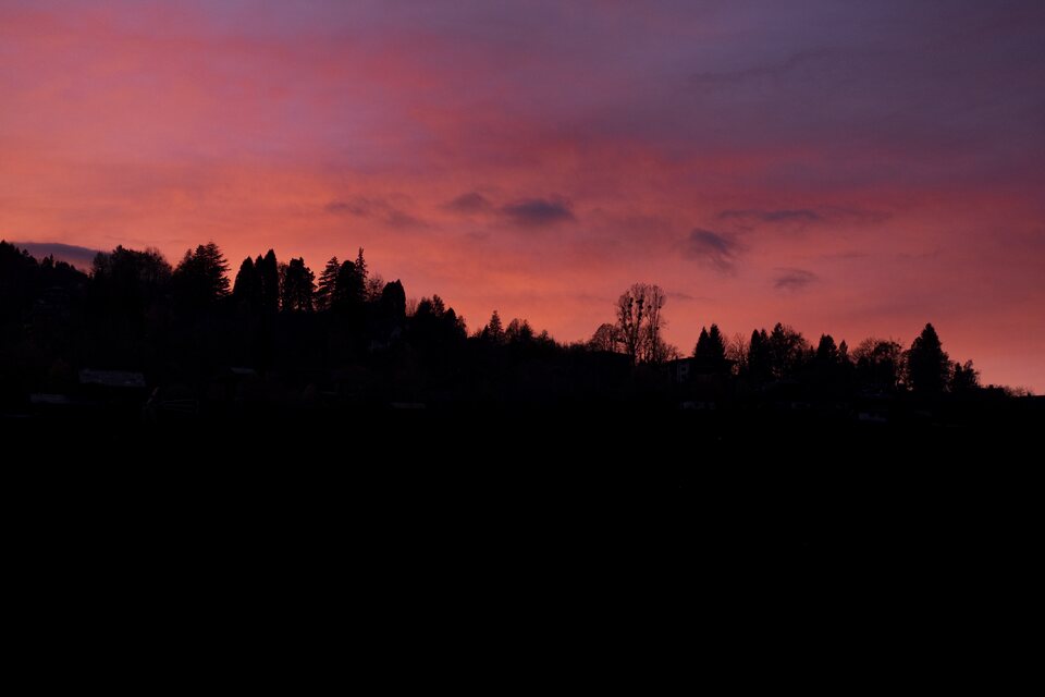 La silhouette des arbres contre un ciel rose et violet