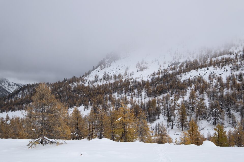 Les mélèzes dorés contrastant avec la neige blanche