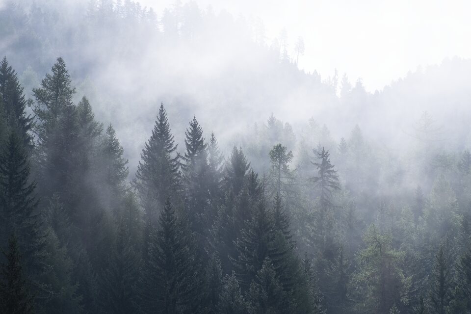 Les mélèzes enveloppés de mystère