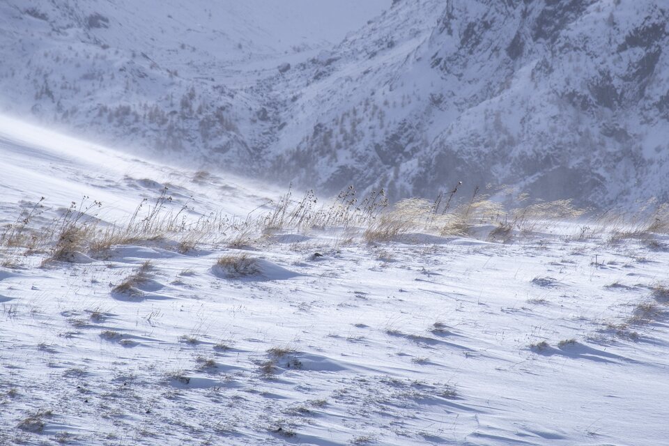 La danse du vent sur la neige