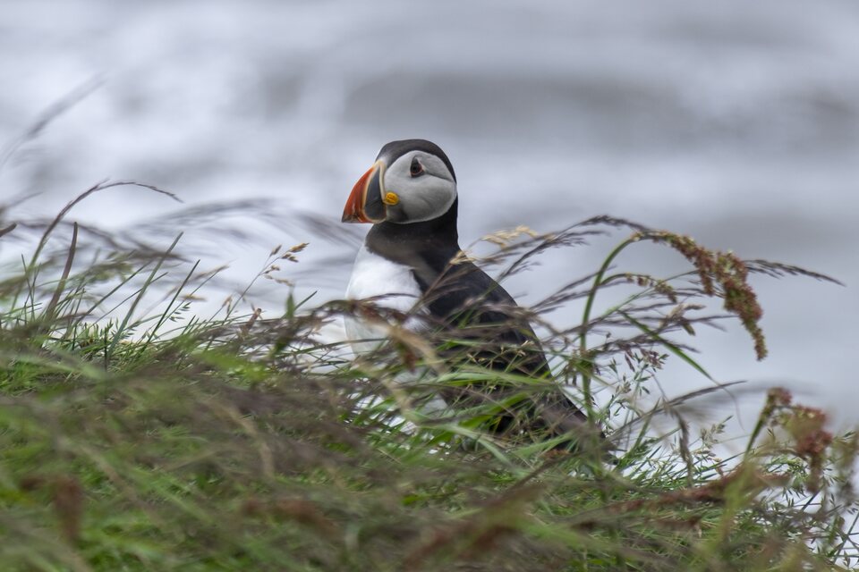 Le Macareux moine dans les herbes