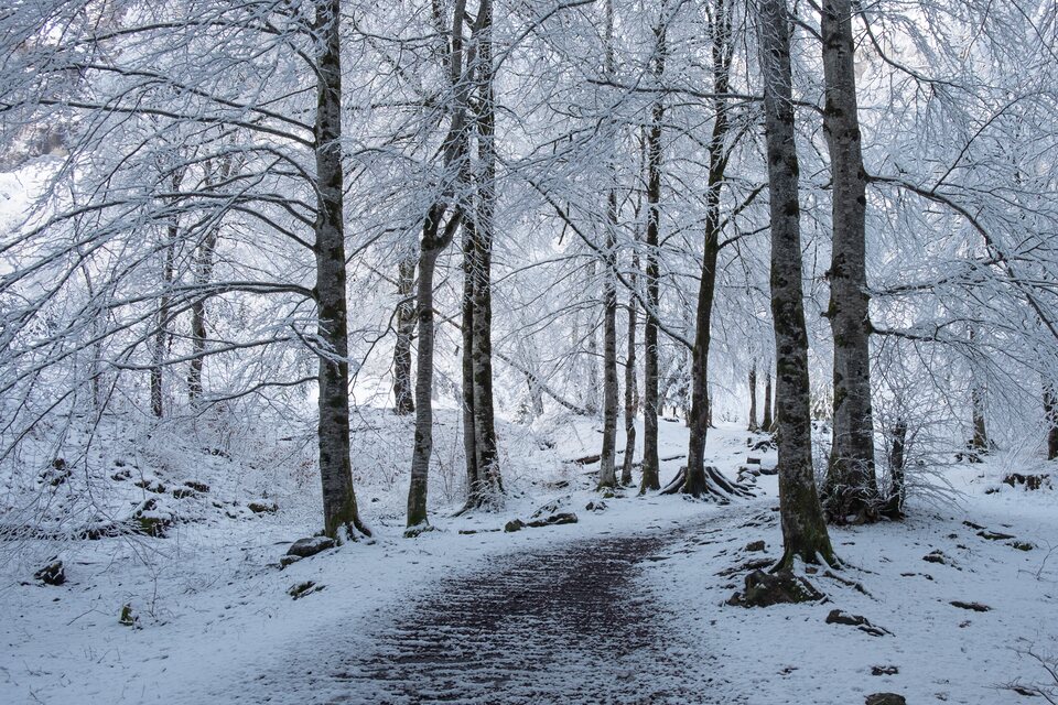 L’allée des arbres blancs du cirque du Fer-à-Cheval